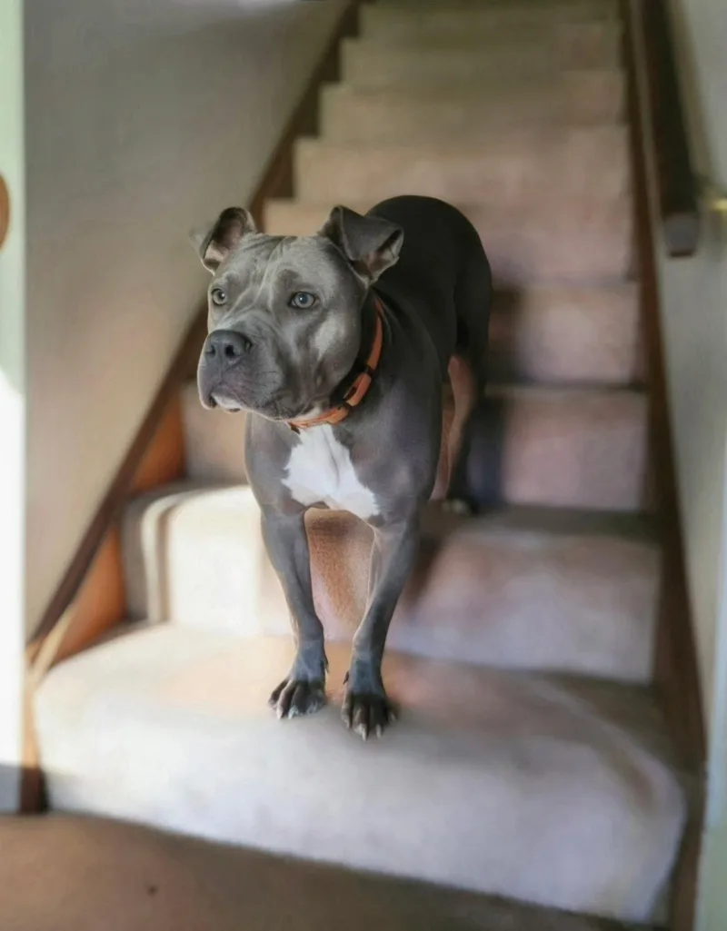 An adult medium-sized male Pit Bull Terrier dog named Opie for adoption in Carmel, NY