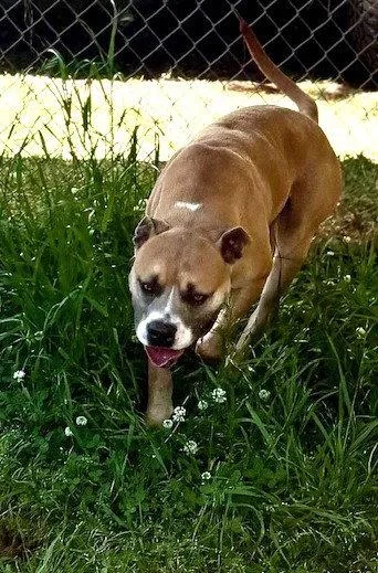 An adult large-sized male Boxer dog named Vubbles for adoption in Carrollton, GA