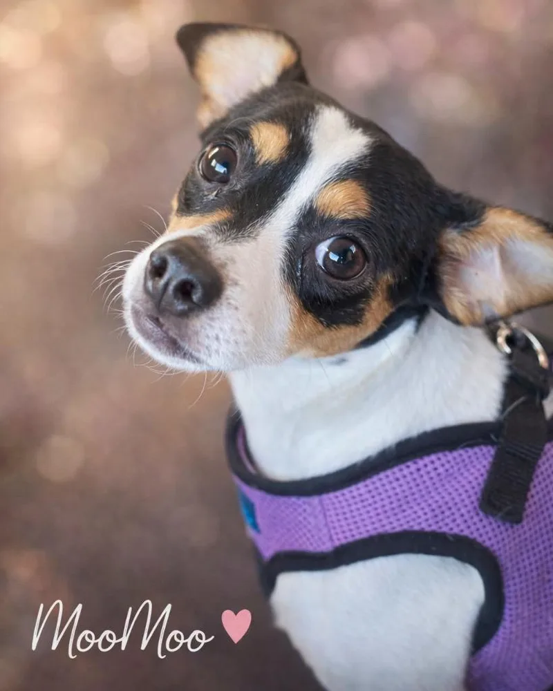 A young medium-sized female Mixed Breed dog named Moo Moo for adoption in Mesa, AZ