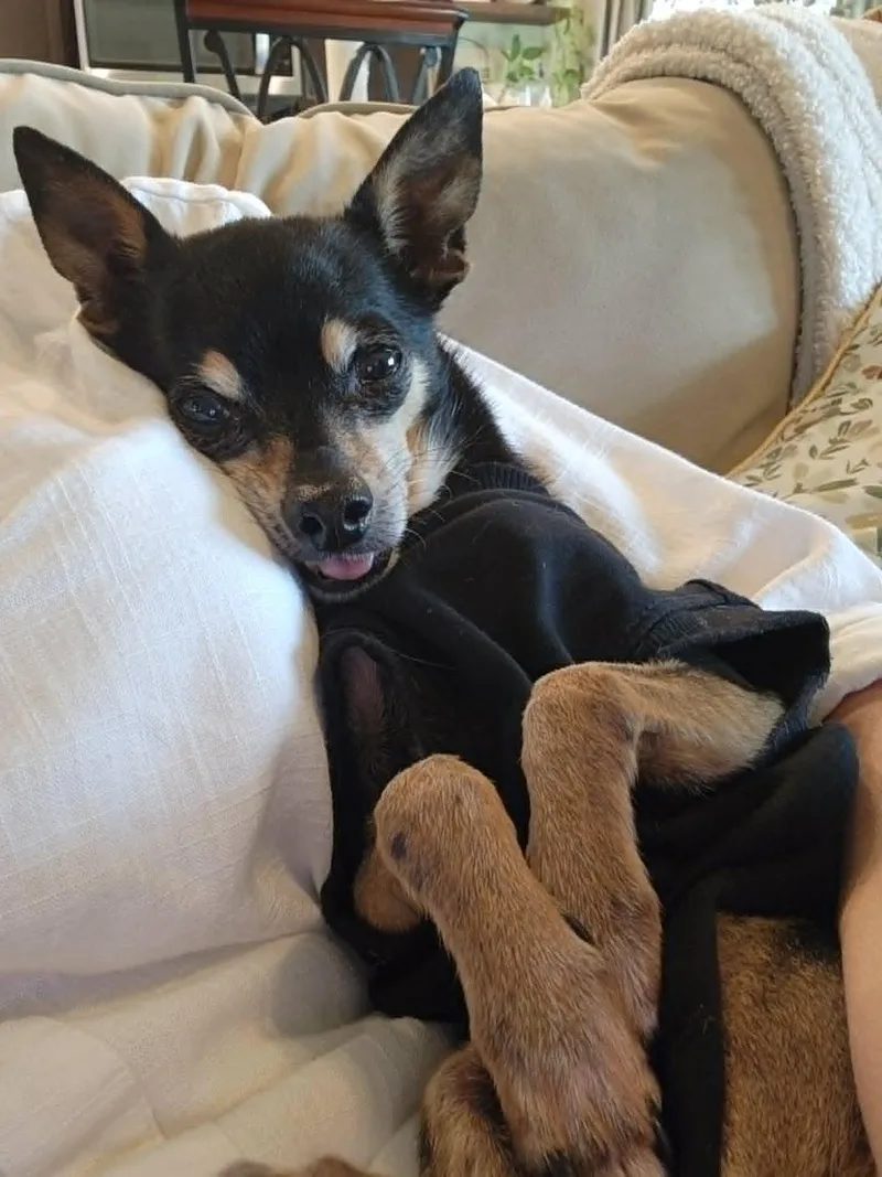 A senior small-sized male Brown / Chocolate Chihuahua dog named Little Man for adoption in Temple, TX