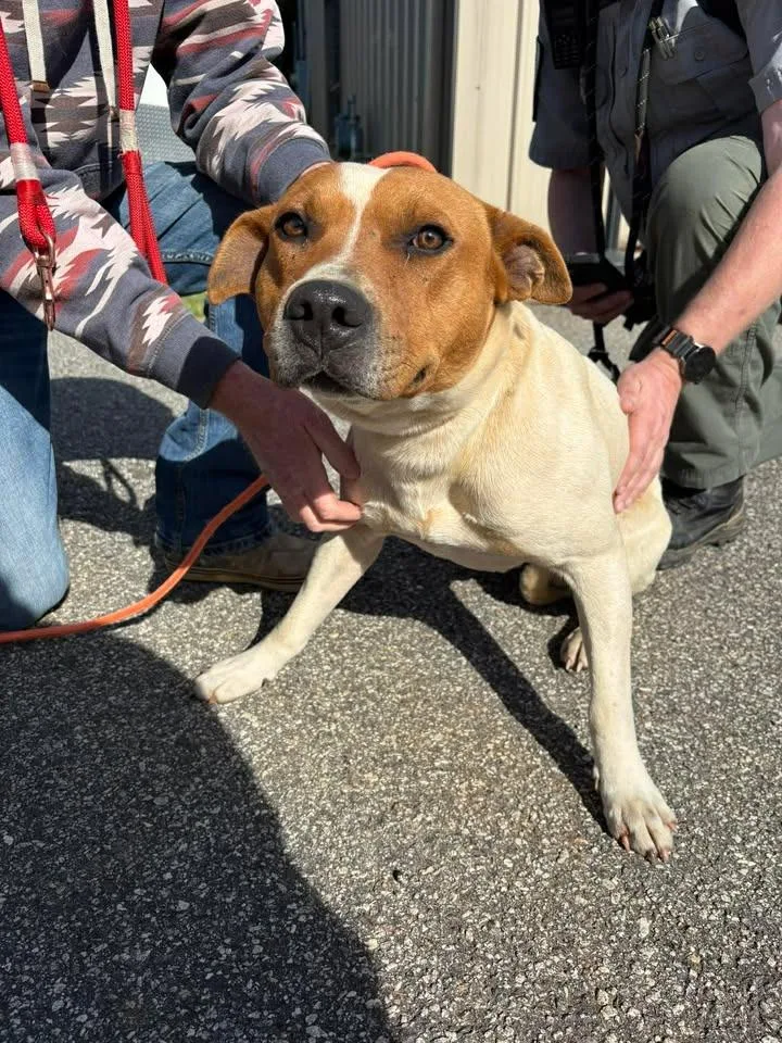 A young large-sized male Mixed Breed dog named Patch for adoption in Lavonia, GA