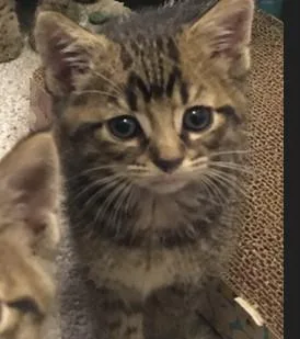 An adult small-sized female Domestic Short Hair cat named Chai for adoption in Olivette, MO