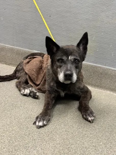 An adult medium-sized female Pit Bull Terrier dog named Athena Rae for adoption in Las Vegas, NV