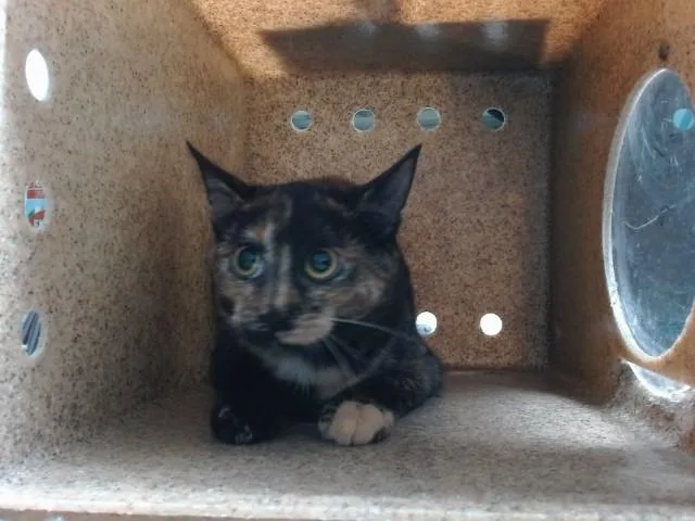 A young medium-sized female Domestic Short Hair cat named Holly for adoption in Albuquerque, NM