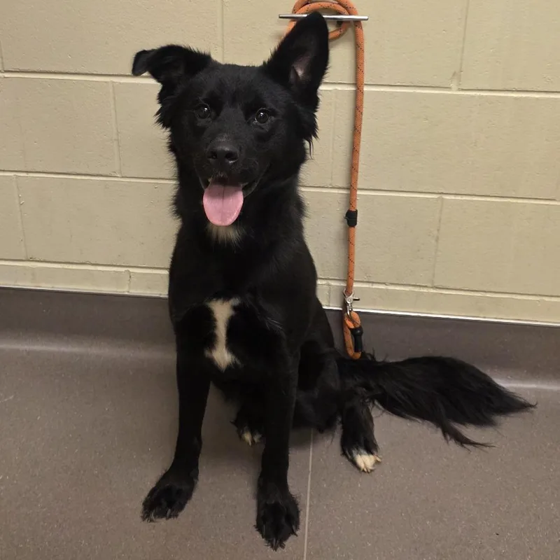 A young medium-sized male Black Border Collie dog named Twizzler for adoption in Norman, OK