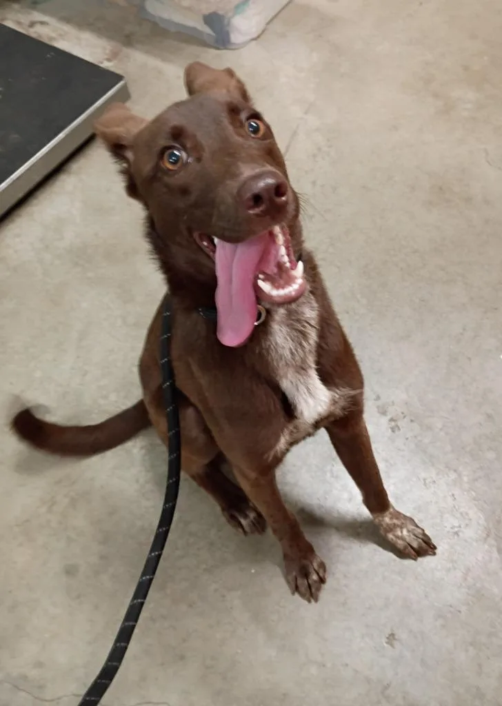 A young medium-sized female Shepherd dog named Mulan for adoption in Rockport, TX