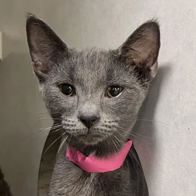 A young medium-sized female Domestic Short Hair cat named Drama for adoption in Fairport, NY