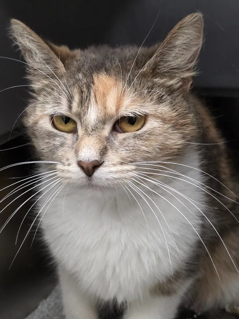 A baby medium-sized female Domestic Short Hair cat named Athena for adoption in Huntington, IN