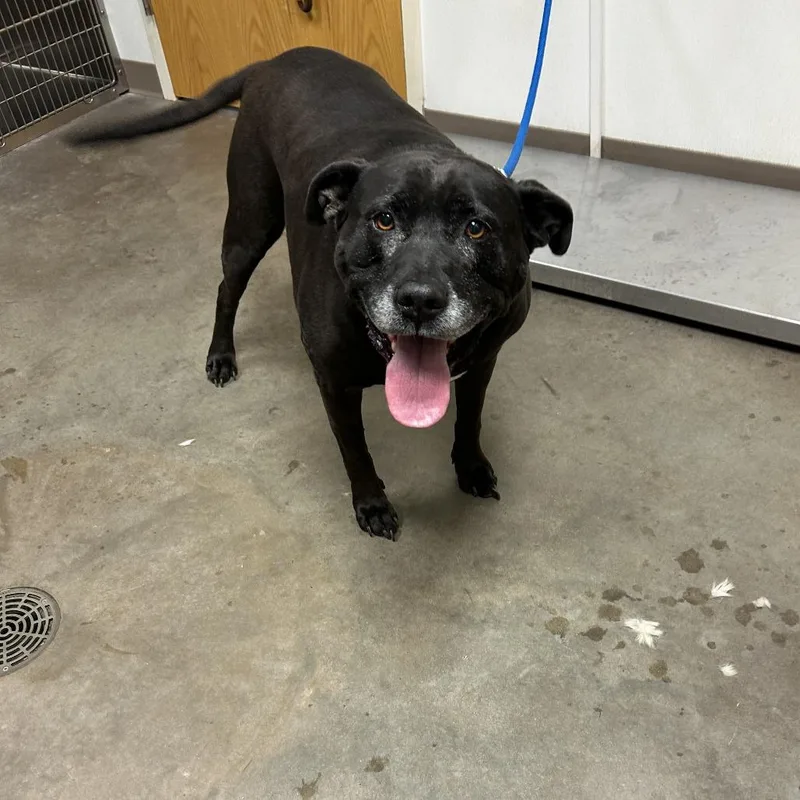 A senior large-sized male Black American Staffordshire Terrier dog named Marley for adoption in Ottawa, KS
