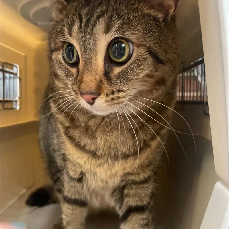 A senior large-sized female Brown / Chocolate Domestic Short Hair cat named Big Mama for adoption in Allentown, PA