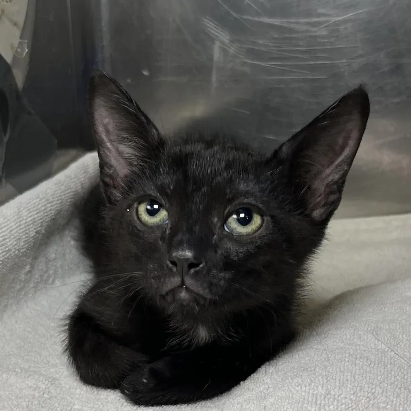 A baby medium-sized male Black Domestic Short Hair cat named Toad for adoption in Palm Springs, CA