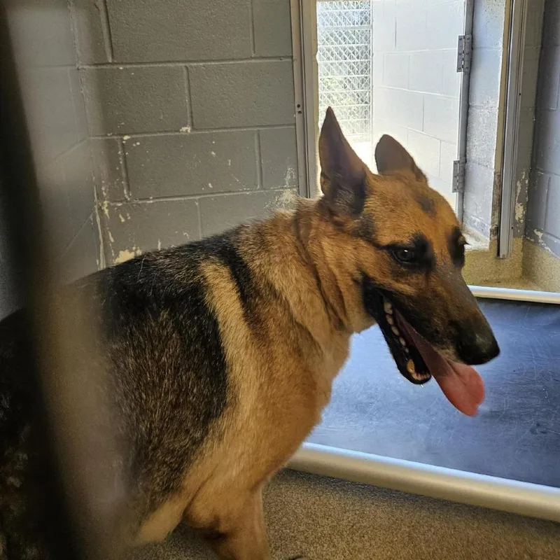 An adult large-sized female Black German Shepherd Dog dog named River for adoption in Windsor, VA