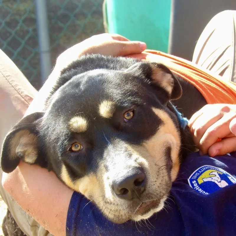 A young large-sized male Black Mixed Breed dog named Air for adoption in Vineland, NJ