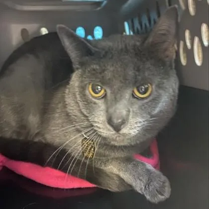 An adult medium-sized male Gray / Blue / Silver Domestic Short Hair cat named Paws for adoption in Lansing, MI