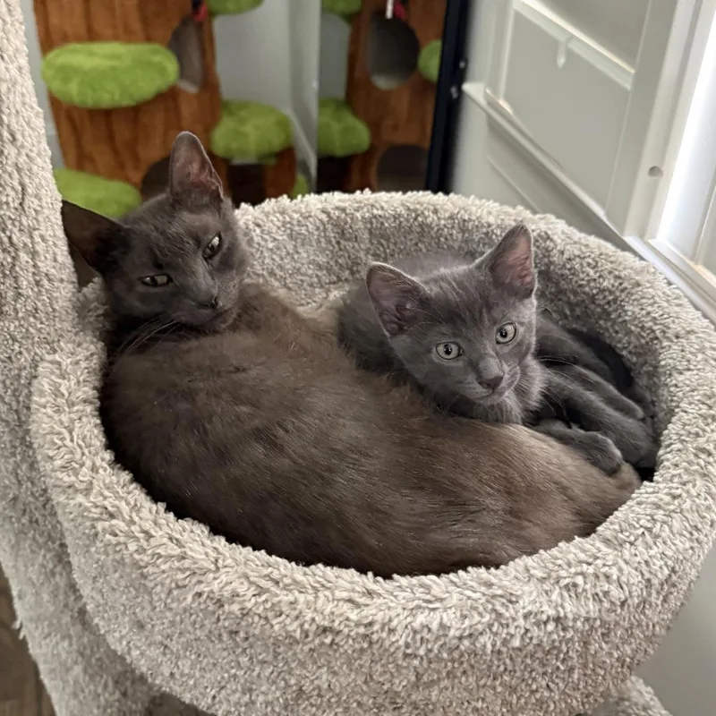 A baby small-sized female Domestic Short Hair cat named Sam for adoption in Cumming, GA