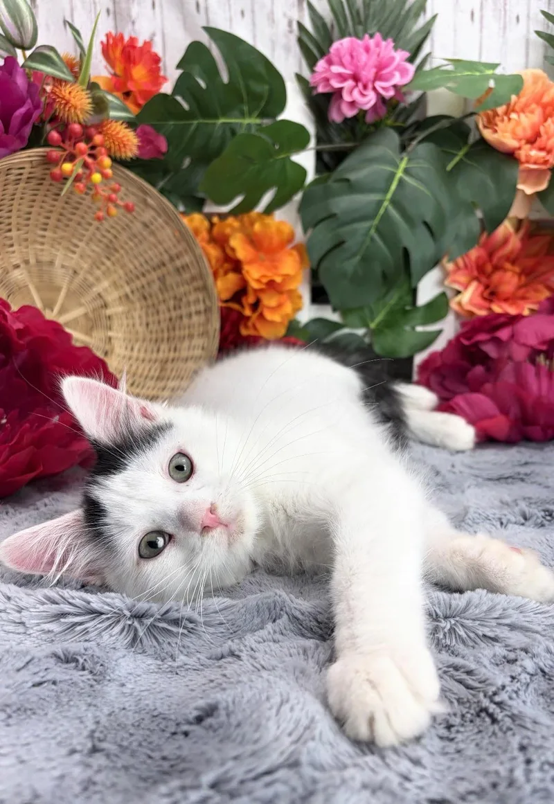 A baby small-sized male White Domestic Medium Hair cat named Gus AKA Gus Gus for adoption in Ocean Springs, MS