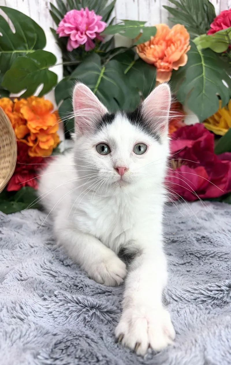 Gus AKA Gus Gus thumbnail 2