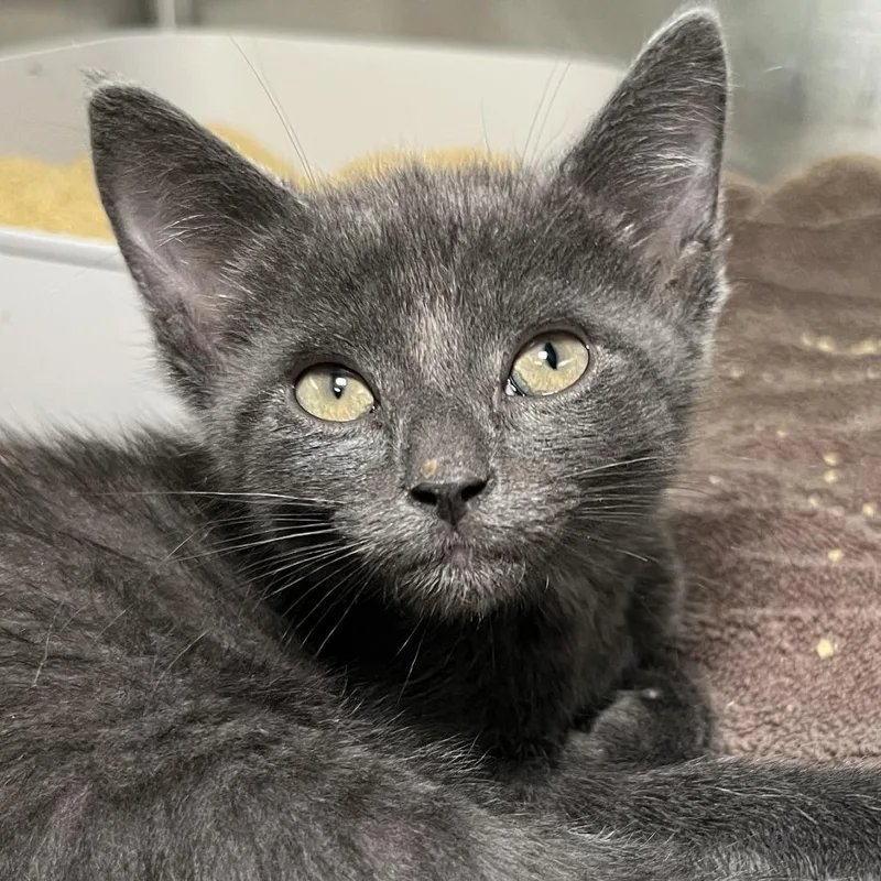 A baby small-sized male Gray / Blue / Silver Domestic Short Hair cat named Olaf for adoption in Palm Springs, CA