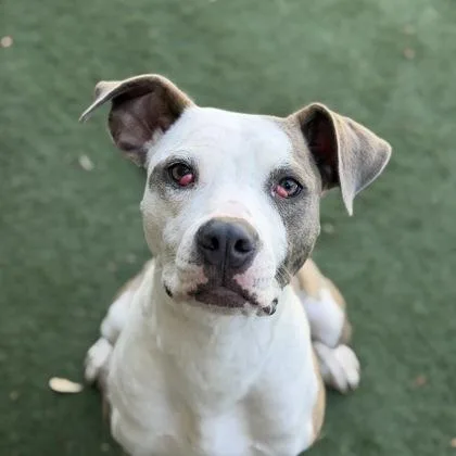 A baby large-sized male Pit Bull Terrier dog named Bandit for adoption in Sacramento, CA