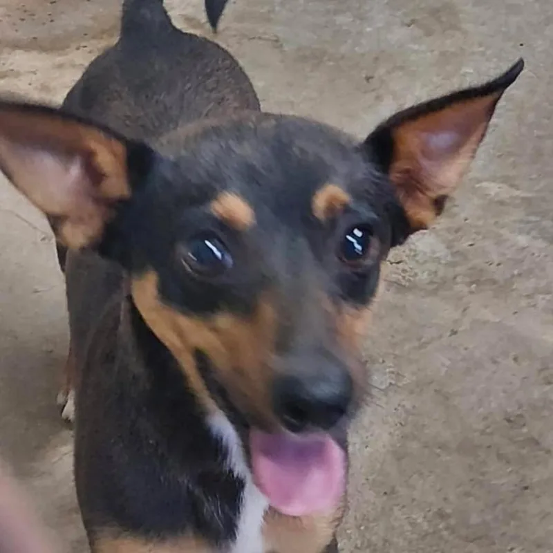 An adult small-sized male Black Chihuahua dog named Taquito for adoption in Lake Jackson, TX