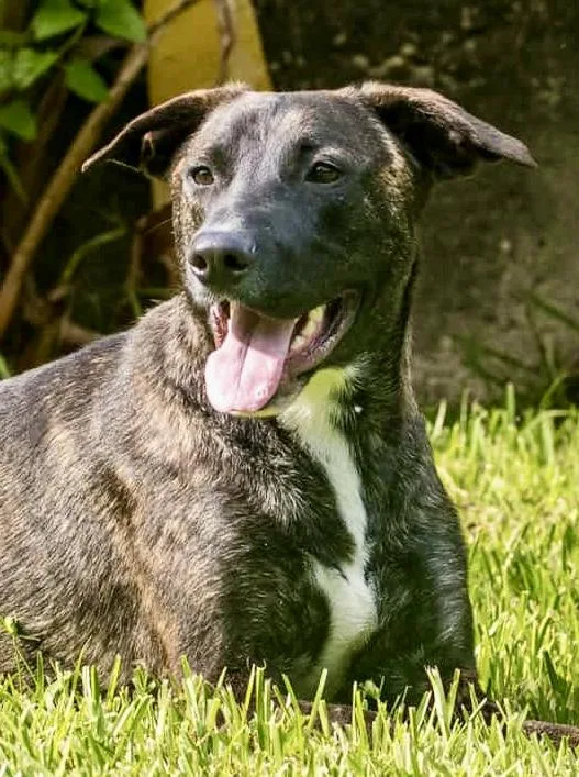 A baby medium-sized female Brindle American Staffordshire Terrier dog named Lilac for adoption in Tomball, TX