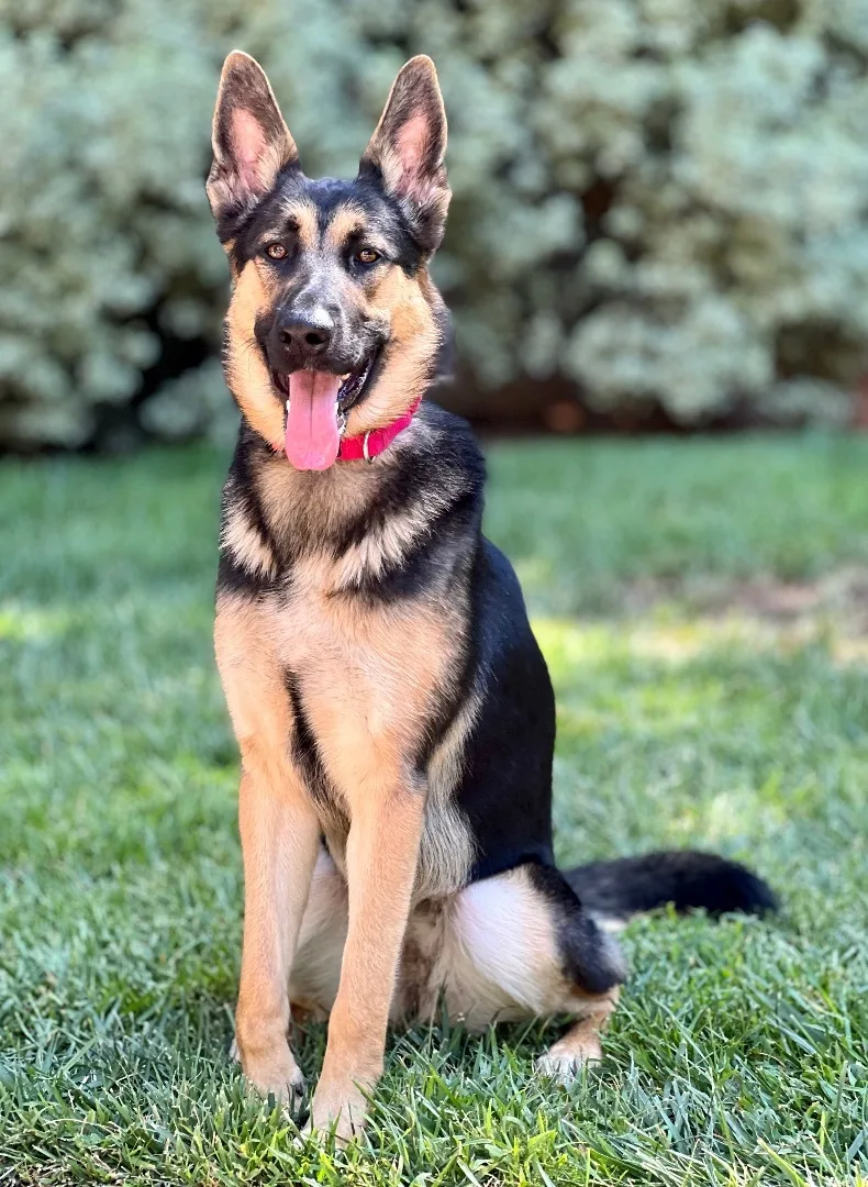 An adult medium-sized female German Shepherd Dog dog named Liberty for adoption in San Jose, CA