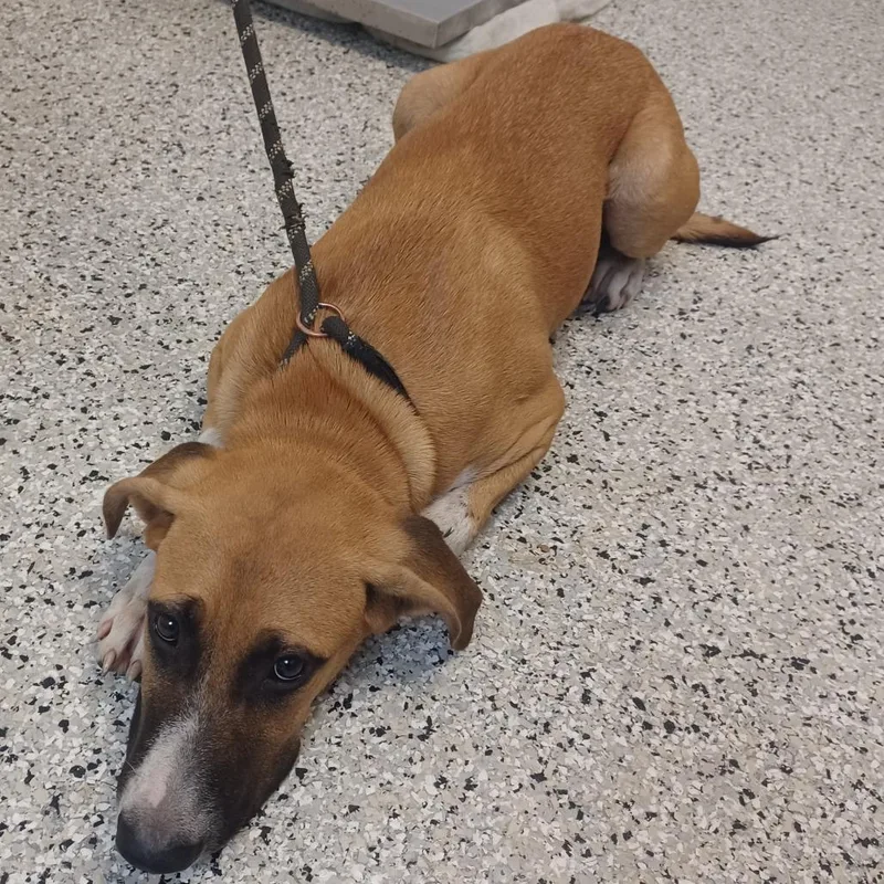 A young medium-sized male Boxer dog named Garlic Parmesan for adoption in Hattiesburg, MS