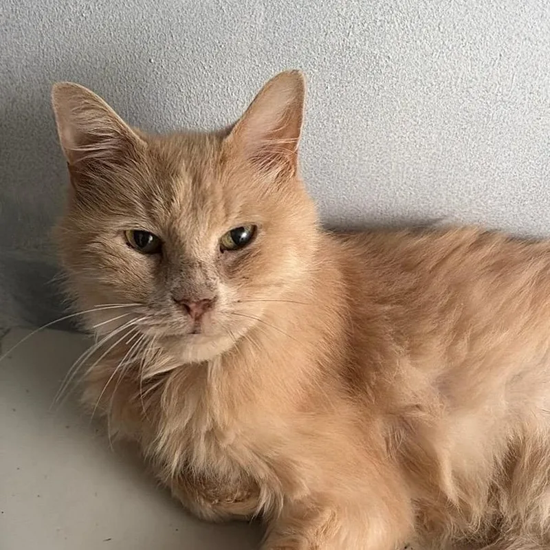 An adult small-sized male Orange / Red Domestic Long Hair cat named FluffyC for adoption in East Saint Louis, IL
