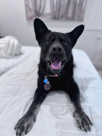 An adult large-sized male Mixed Breed dog named Chow Mein for adoption in Chamblee, GA