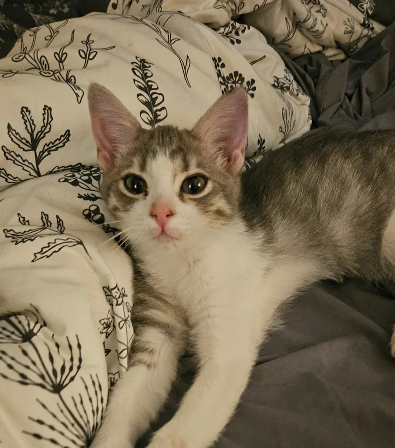 A baby small-sized male Domestic Medium Hair cat named Roo for adoption in Gilbert, AZ