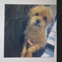 A senior small-sized male Red / Chestnut / Orange Mixed Breed dog named Tanner for adoption in Webster, TX