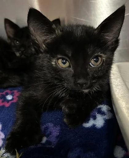 A baby small-sized female Domestic Short Hair cat named Miriam for adoption in Phoenix, AZ