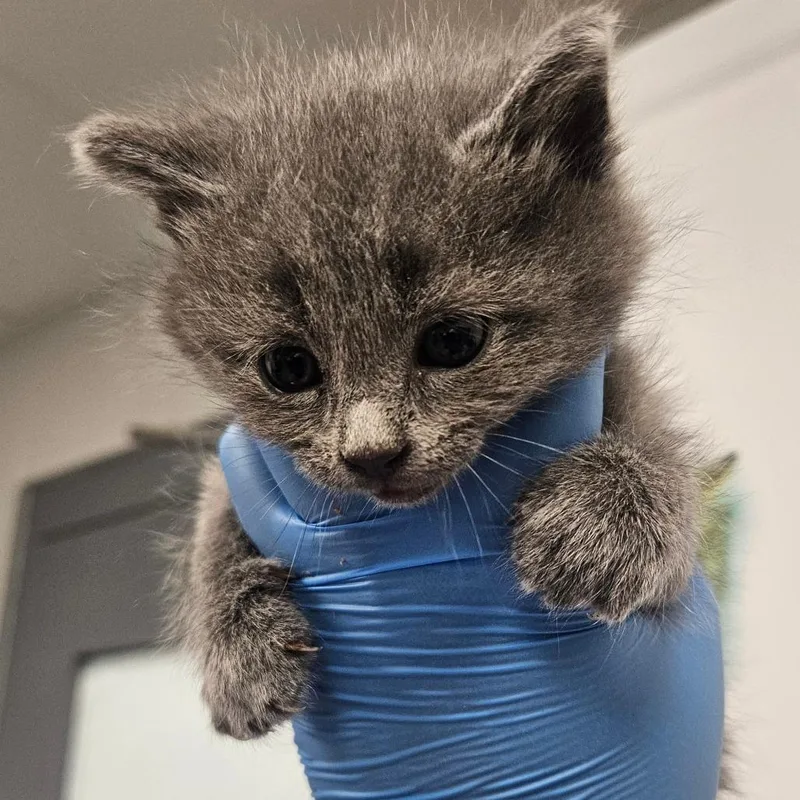 A baby small-sized male Domestic Short Hair cat named Mink for adoption in Greenville, SC