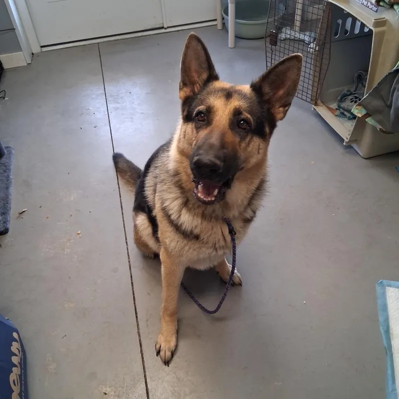 An adult large-sized female German Shepherd Dog dog named Charmin for adoption in Hartford City, IN