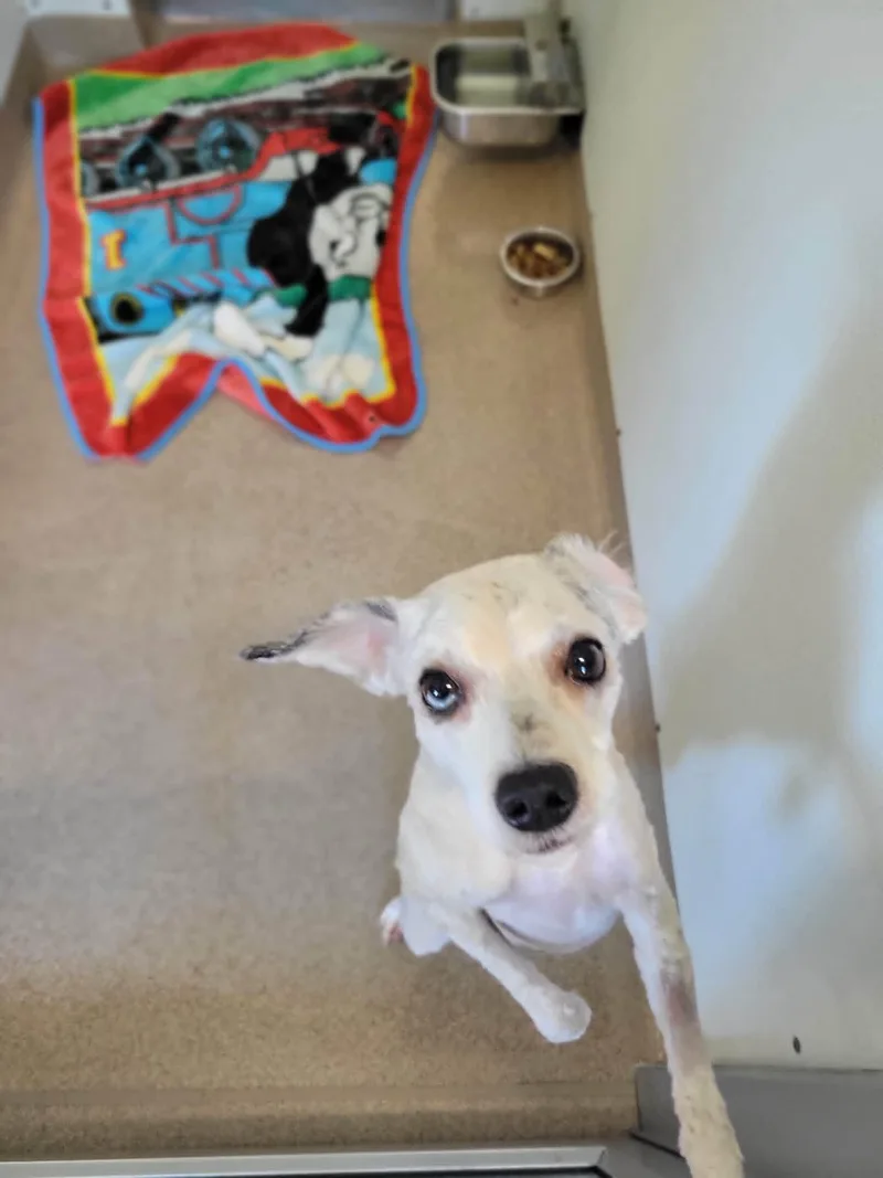 An adult small-sized female Gray / Blue / Silver Miniature Poodle dog named Ester for adoption in Chambersburg, PA