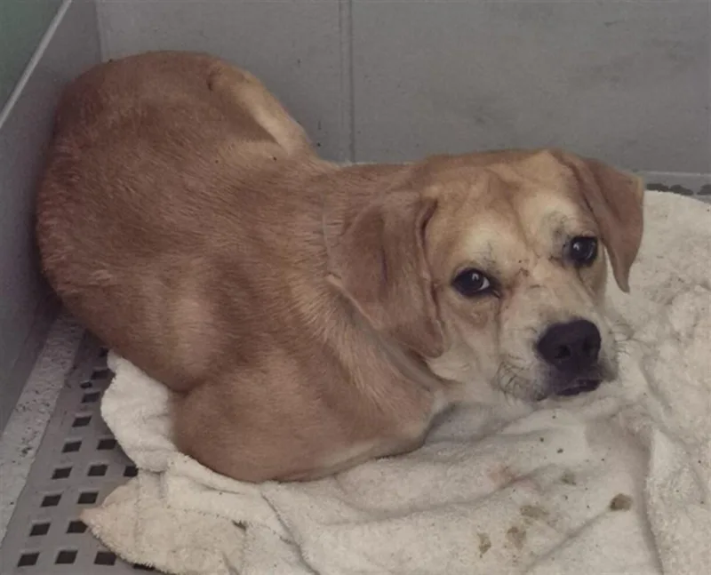A young medium-sized male Labrador Retriever dog named Miles for adoption in Houston, TX