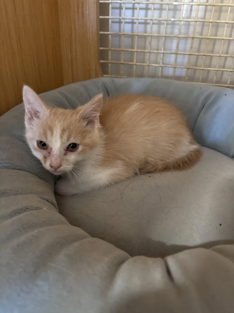 A baby medium-sized male Domestic Short Hair cat named Moe for adoption in White Bluff, TN