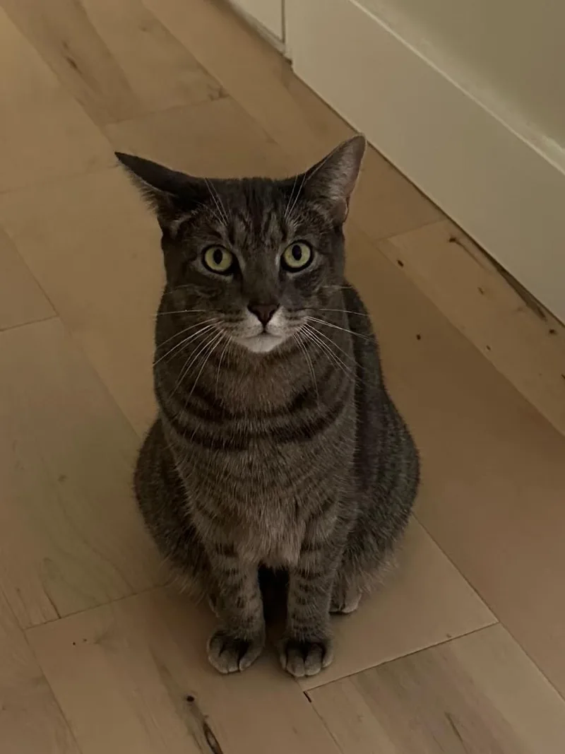 An adult medium-sized male Tabby (Buff / Tan / Fawn) Domestic Short Hair cat named Ryder for adoption in Jersey City, NJ