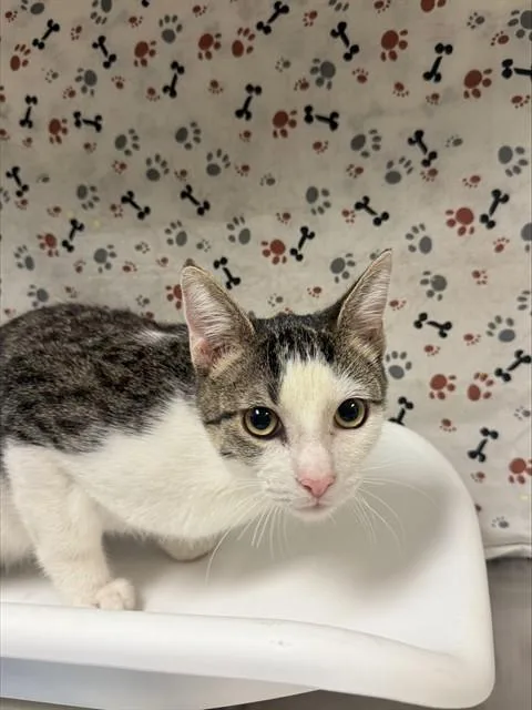 A young medium-sized male Domestic Short Hair cat named Sparky for adoption in Riverside, CA