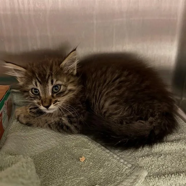 A baby small-sized male Domestic Short Hair cat named Oso for adoption in Ontario, CA