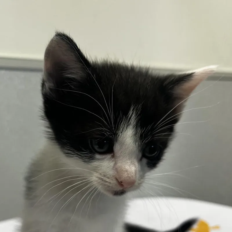 A baby small-sized female Black Domestic Short Hair cat named Kim for adoption in Clearwater, FL