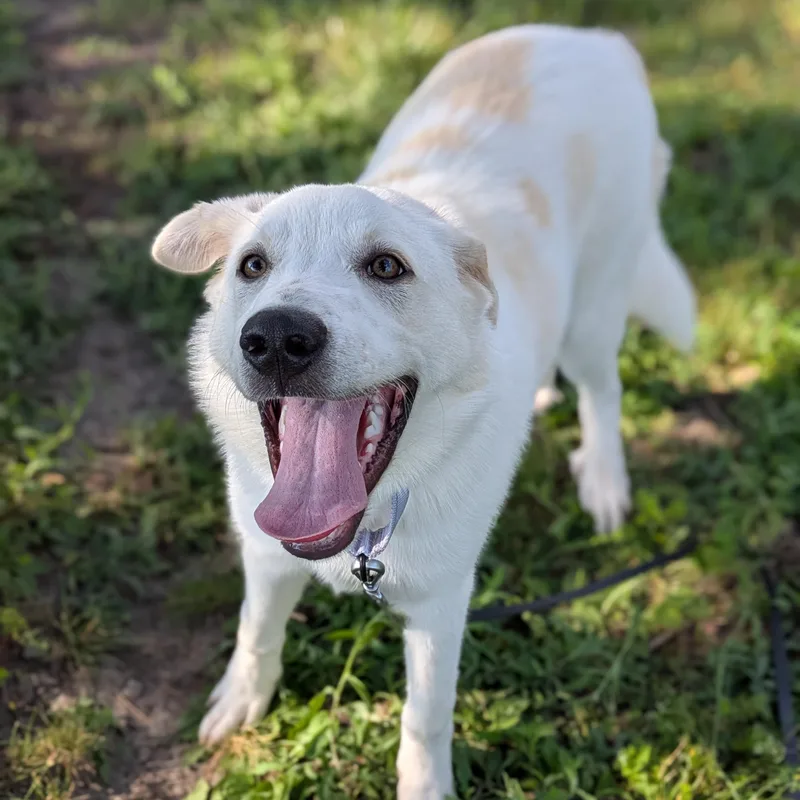 A young medium-sized male White / Cream Great Pyrenees dog named Ranger for adoption in Syracuse, NY