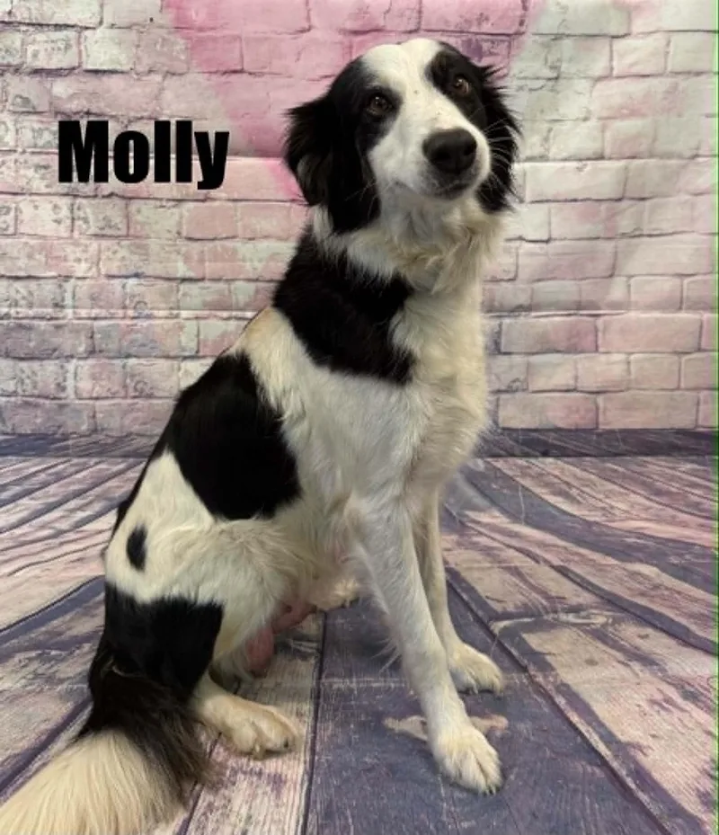 An adult medium-sized female Black Australian Shepherd dog named Molly for adoption in Quincy, MI
