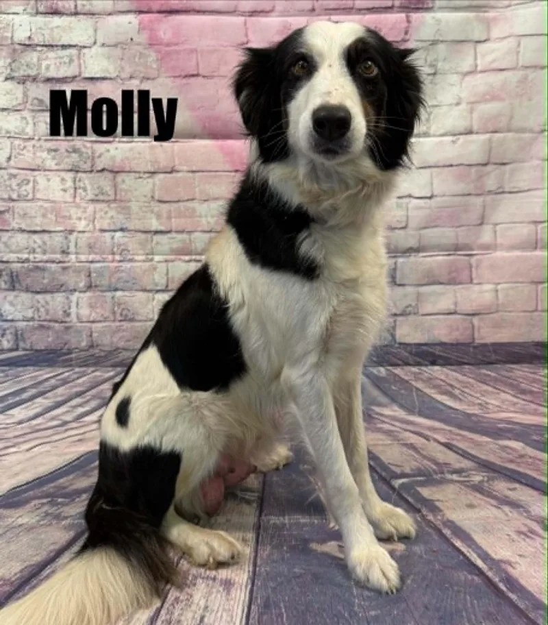 Molly thumbnail 2
