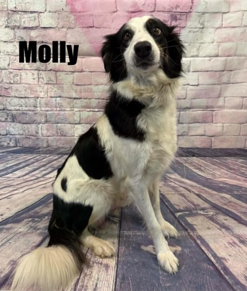 Molly thumbnail 3