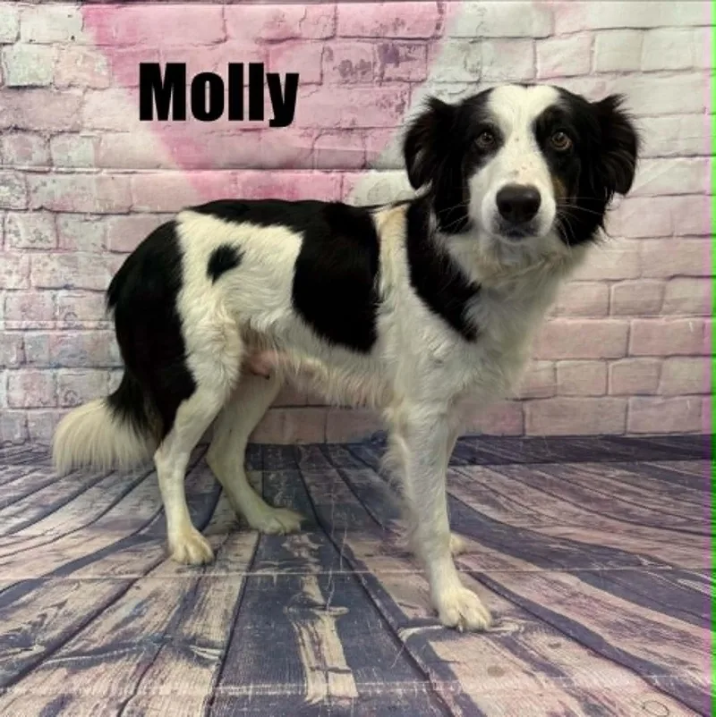 Molly thumbnail 4