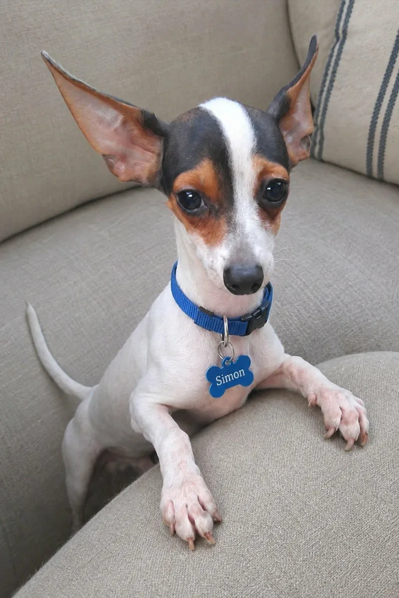 A young small-sized male Chihuahua dog named Simon for adoption in Grand Prairie, TX