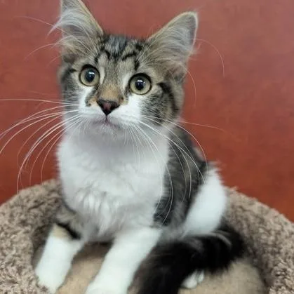 A baby small-sized male Tabby (Brown / Chocolate) Domestic Medium Hair cat named Gibson for adoption in Rochester, MN