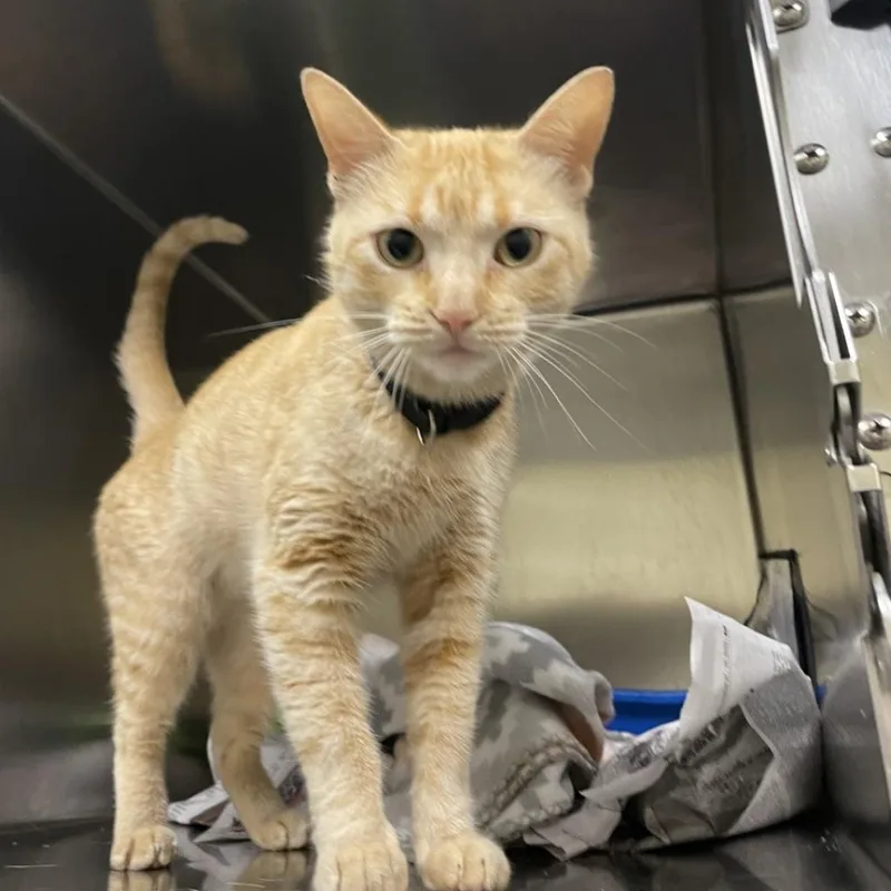 An adult large-sized female Orange / Red Domestic Short Hair cat named Fran for adoption in Galveston, TX
