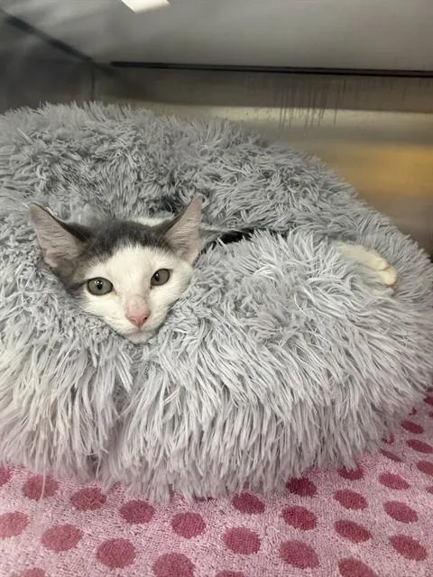 A baby small-sized male Domestic Short Hair cat named Pancake for adoption in Naples, FL